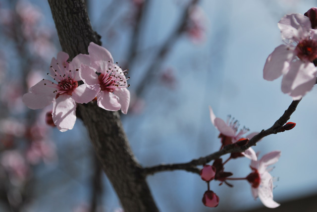 Cherry Blossoms REaching
